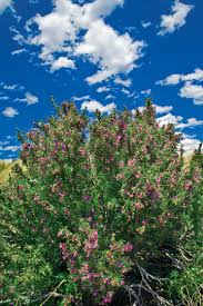 Birth flowers in southern hemisphere. Texas Blooming Trees Texas Highways