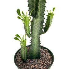 Image result for Euphorbia tholicola