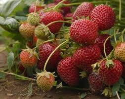 Maybe you would like to learn more about one of these? How Much Does It Cost To Grow And Raise A Fruit Tree Osu Extension Service