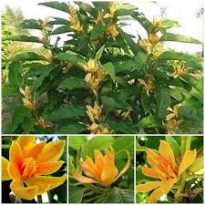 Image result for Magnolia champaca