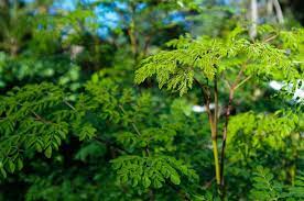 Growing Moringa Tree How To Grow And Care For Moringa Tree Moringa Tree Trees To Plant Moringa