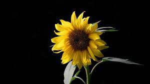 Wallpapers not only make desktops look attractive; Dark Sunflower Wallpapers Top Free Dark Sunflower Backgrounds Wallpaperaccess