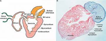 We did not find results for: Anatomy Of The Adult Zebrafish Heart A Schematic Representation Of Download Scientific Diagram