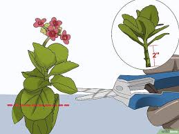 Grow Kalanchoe Propagacao De Plantas Flor Kalanchoe Cultivo De Plantas