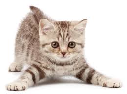 The general rules are easy to remember: Food Nutrition Little Fat Kitten