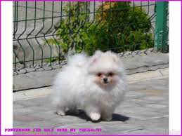 Why You Should Not Go To Pomeranian For Sale Near Me Craigslist Pomeranian For Sale Near Me Craigslis Pomeranian For Sale Pomeranian Dog Dog Kennels For Sale