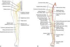 The entire lower limb is invested in a fascial layer that forms a sleeve around the leg. Thigh Anatomy Flashcards Cram Com