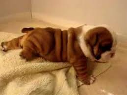 Jul 10, 2021 · browse the widest, most trusted source of bulldog puppies for sale. Video Can This Bulldog Puppy Walk Bulldog Gazette