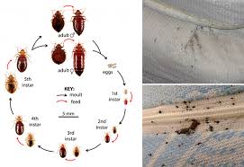 Image result for bedbugs on mattress