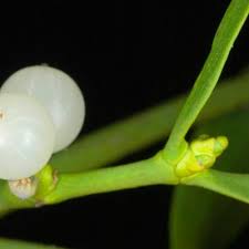 Image result for Osyris compressa