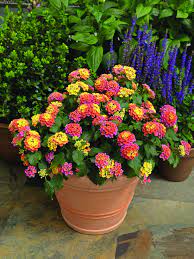 Bandana Rose Lantana Easy To Grow Mounding Habit Is Grower Friendly And Looks Great In Containers Or In Landscape Applications Lantana Plants Garden Spheres