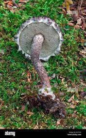 Image result for Strobilomyces strobilaceus