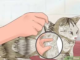 When cats become sick, they can't tell us with words. How To Check Cats For Worms 13 Steps With Pictures Wikihow Pet