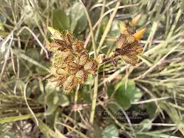 Image result for Smithia