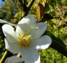 Image result for Mechowia grandiflora