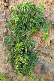 Image result for Cyphostemma hereroense