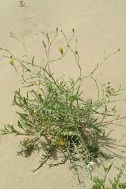 Image result for Launaea