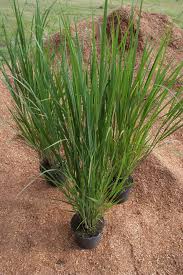 So stellt die rutenhirse panicum virgatum „northwind eine möglichkeit dar, auf einer mittleren höhe säulenförmig einen akzent zu setzen, und zwar überall, wo ausreichend sonne hin scheint. Panicum Virgatum Northwind Saulen Rutenhirse Northwind