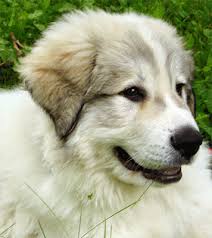 I haven't worked with great pyrenees but i worked with anatolian shepherds in africa and they're big and loud so nothing bothers even coming near! Pyrenees Dog Puppies For Sale Off 52 Www Usushimd Com