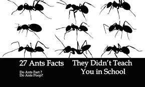 The number of neurons and their relative abundance in different parts of the brain is a determinant of neural function and, consequently, of behavior. 27 Surprising Ant Facts They Didn T Teach You In School Pest Wiki