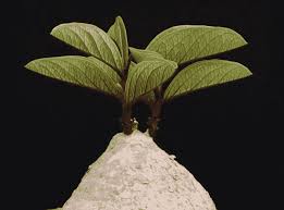 Image result for Adenia goetzei