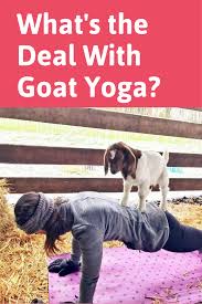 Are Animal Workouts A Good Or Bad Idea Goat Yoga Dog Yoga Cat Yoga