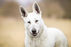 Check spelling or type a new query. American White Shepherd Breed Guide Info Pictures Care More Pet Keen