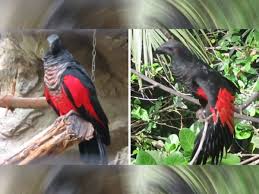 The pesquet's parrot is one of three parrots with bare (featherless) faces. Dracula Parrot Intimidates And Fascinates With Its Feathers