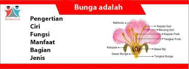 Disebut sebagai bunga lengkap, karena bagian. Bunga Adalah Pengertian Ciri Fungsi Bagian Jenis Contoh