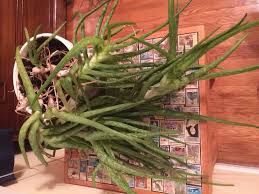 That means stapelia contains juices within its leaves. Cactus And Succulents Forum Does This Look Like Aloe Parallelifolia Garden Org