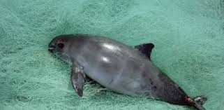 Me tarde mas de 12 hrs en subirlos desde laqs 10 de la noche espero que les guste mucho. La Vaquita Marina Al Borde De La Extincion