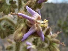 Image result for Wigandia urens