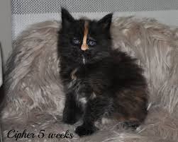 Pin On Eurocoons Maine Coon Cats And Kittens