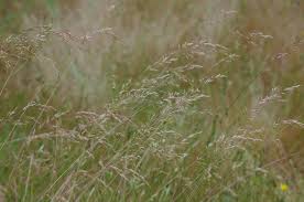 Image result for Poa binata