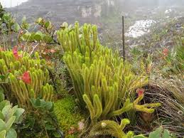 Image result for Isoetes welwitschii