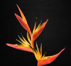 Free Image On Pixabay Bird Of Paradise Flower Caudata Birds Of Paradise Flower Birds Of Paradise Plant Birds Of Paradise