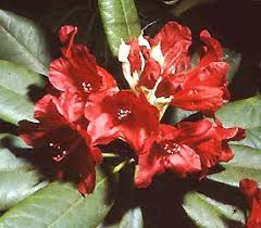 Rhododendron Captain Jack Has Waxy Funnel Campanulate Shaped Flowers Captain Jack Grows Best In Some Shade Rhododendron Plant Rhododendron Plants