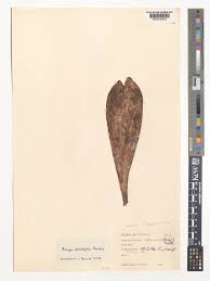 Image result for Aerangis splendida