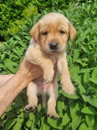 Purebred Labrador Retriever Puppies For Sale In Burford Under £2,000