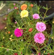 Bunga dan tanamah hias tercantik di dunia. Jual Krokot Tanaman Bunga Cantik Aneka Jenis Harga Grosir Lebih Murah Di Lapak Gugusolshop Bukalapak