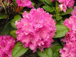 Rhododendron Rocket Rhododendron Blue And Purple Flowers