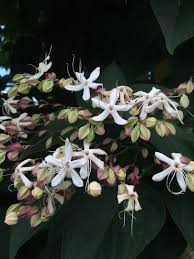 Image result for Clerodendrum