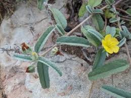 Image result for Melhania