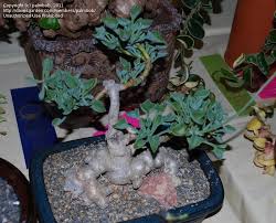 Image result for Senecio oxyriifolius