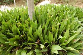 Image result for Aspidistra