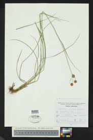 Image result for Rhynchospora holoschoenoides