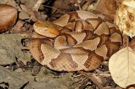 There are two main types of cactus plants. Here S What You Need To Know About Copperhead Season In Alabama