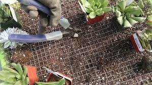 We did not find results for: How To Build A Vertical Succulent Garden