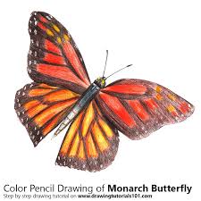 Check spelling or type a new query. Colour Pencil Butterfly Drawing Novocom Top