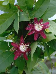 Image result for Passiflora vitifolia
